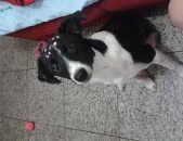 Doação de cachorro adulto fêmea com pelo curto e de porte médio em Jundiaí/SP - 21/10/2014 - 15636