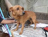 Doação de cachorro adulto macho com pelo curto e de porte pequeno em São Paulo/SP - 24/10/2014 - 15649