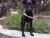 Doação de filhote de cachorro fêmea com pelo curto e de porte pequeno em São Paulo/SP - 24/10/2014 - 15650