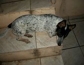 Doação de filhote de cachorro macho com pelo curto e de porte pequeno em Piracicaba/SP - 25/10/2014 - 15671