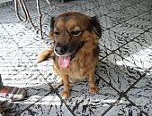 Doação de cachorro adulto fêmea com pelo curto e de porte pequeno em São Paulo/SP - 26/10/2014 - 15678