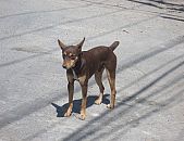 Doação de cachorro adulto macho com pelo curto e de porte pequeno em São Paulo/SP - 29/10/2014 - 15704