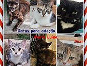 Doação de filhote de gato fêmea com pelo curto e de porte pequeno em São Paulo/SP - 11/11/2014 - 15841