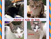 Doação de gato adulto macho com pelo curto e de porte pequeno em São Paulo/SP - 11/11/2014 - 15843