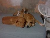 Doação de filhote de cachorro fêmea com pelo curto e de porte médio em Niterói/RJ - 13/11/2014 - 15862