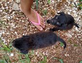 Doação de filhote de cachorro fêmea com pelo curto e de porte pequeno em Belo Horizonte/MG - 17/11/2014 - 15912