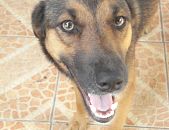 Doação de cachorro adulto fêmea com pelo longo e de porte médio em Alvorada/RS - 18/11/2014 - 15919