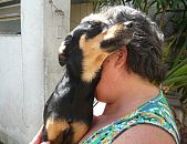 Doação de filhote de cachorro macho com pelo curto e de porte pequeno em São Paulo/SP - 18/11/2014 - 15922
