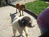 Doação de cachorro adulto macho com pelo longo e de porte médio em São Paulo/SP - 18/11/2014 - 15923