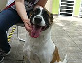 Doação de cachorro adulto macho com pelo curto e de porte médio em São Paulo/SP - 18/11/2014 - 15927