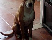Doação de filhote de cachorro macho com pelo curto e de porte médio em Rio De Janeiro/RJ - 19/11/2014 - 15931