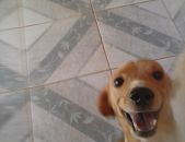 Doação de cachorro adulto macho com pelo curto e de porte pequeno em Ribeirão Das Neves/MG - 21/11/2014 - 15947