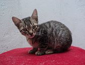 Doação de filhote de gato fêmea com pelo curto e de porte pequeno em São Paulo/SP - 21/11/2014 - 15951