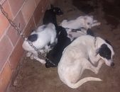 Doação de filhote de cachorro fêmea com pelo curto e de porte médio em Rio De Janeiro/RJ - 23/11/2014 - 15960