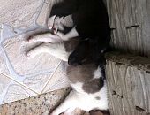 Doação de filhote de cachorro macho com pelo curto e de porte pequeno em Rio De Janeiro/RJ - 25/11/2014 - 15978