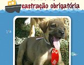 Doação de filhote de cachorro macho com pelo curto e de porte médio em Belo Horizonte/MG - 04/12/2014 - 16052