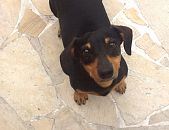 Doação de cachorro adulto macho com pelo curto e de porte pequeno em Rio De Janeiro/RJ - 04/12/2014 - 16055