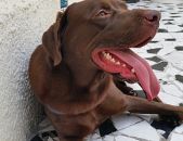 Doação de cachorro adulto macho com pelo curto e de porte grande em Rio De Janeiro/RJ - 11/12/2014 - 16122