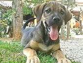 Doação de filhote de cachorro macho com pelo curto e de porte médio em Belo Horizonte/MG - 17/12/2014 - 16174