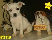 Doação de filhote de cachorro fêmea com pelo curto e de porte pequeno em Belo Horizonte/MG - 17/12/2014 - 16178