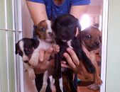 Doação de filhote de cachorro fêmea com pelo curto e de porte pequeno em Sapucaia Do Sul/RS - 29/12/2014 - 16253