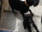 Doação de filhote de cachorro fêmea com pelo curto e de porte médio em Belford Roxo/RJ - 09/01/2015 - 16339