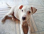 Doação de filhote de cachorro macho com pelo curto e de porte pequeno em São José Dos Pinhais/PR - 18/01/2015 - 16408