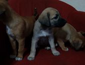 Doação de filhote de cachorro fêmea com pelo curto e de porte médio em São Paulo/SP - 26/01/2015 - 16489