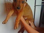 Doação de filhote de cachorro macho com pelo curto e de porte médio em Nova Iguaçu/RJ - 27/01/2015 - 16499