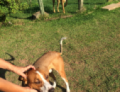 Doação de cachorro adulto macho com pelo curto e de porte médio em São Roque/SP - 27/01/2015 - 16500