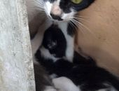 Doação de gato adulto fêmea com pelo curto e de porte pequeno em Rio De Janeiro/RJ - 26/02/2015 - 16823