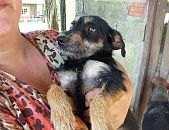 Doação de cachorro adulto macho com pelo longo e de porte pequeno em São Paulo/SP - 09/03/2015 - 16929