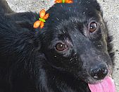 Doação de cachorro adulto fêmea com pelo curto e de porte pequeno em São Paulo/SP - 12/03/2015 - 16967