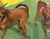 Doação de cachorro adulto fêmea com pelo curto e de porte pequeno em São Paulo/SP - 12/03/2015 - 16968