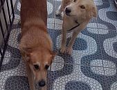 Doação de cachorro adulto macho com pelo longo e de porte grande em Salvador/BA - 24/03/2015 - 17097