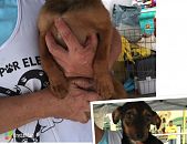 Doação de filhote de cachorro fêmea com pelo curto e de porte pequeno em São Paulo/SP - 26/03/2015 - 17146