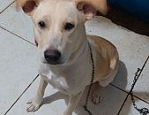 Doação de cachorro adulto fêmea com pelo curto e de porte pequeno em Nova Iguaçu/RJ - 29/03/2015 - 17214