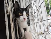 Doação de filhote de gato macho com pelo curto e de porte pequeno em Santos/SP - 05/04/2015 - 17373