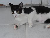 Doação de filhote de gato macho com pelo curto e de porte pequeno em Santos/SP - 19/04/2015 - 17560