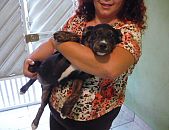 Doação de filhote de cachorro fêmea com pelo curto e de porte médio em São Paulo/SP - 01/05/2015 - 17672