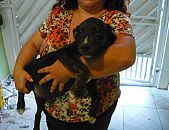 Doação de filhote de cachorro fêmea com pelo curto e de porte médio em São Paulo/SP - 01/05/2015 - 17673