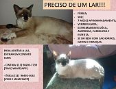 Doação de gato adulto fêmea com pelo curto e de porte pequeno em São Paulo/SP - 22/05/2015 - 17825