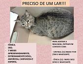 Doação de gato adulto fêmea com pelo curto e de porte pequeno em São Paulo/SP - 22/05/2015 - 17826