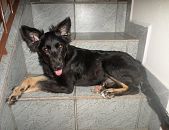 Doação de filhote de cachorro fêmea com pelo curto e de porte médio em São Paulo/SP - 02/06/2015 - 17898