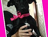 Doação de cachorro adulto fêmea com pelo curto e de porte pequeno em São Bernardo Do Campo/SP - 03/06/2015 - 17904