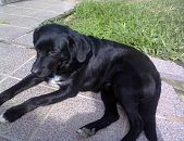 Doação de cachorro adulto macho com pelo curto e de porte médio em Cachoeirinha/RS - 21/06/2015 - 18056