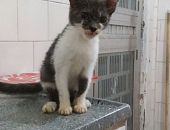 Doação de filhote de gato fêmea com pelo curto e de porte pequeno em Rio De Janeiro/RJ - 22/06/2015 - 18066