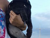 Doação de cachorro adulto fêmea com pelo curto e de porte pequeno em Salvador/BA - 18/07/2015 - 18413