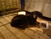 Doação de cachorro adulto fêmea com pelo curto e de porte médio em São Gonçalo/RJ - 26/07/2015 - 18496