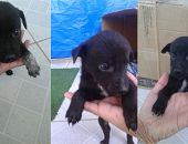 Doação de filhote de cachorro fêmea com pelo curto e de porte pequeno em Itaboraí/RJ - 28/07/2015 - 18521